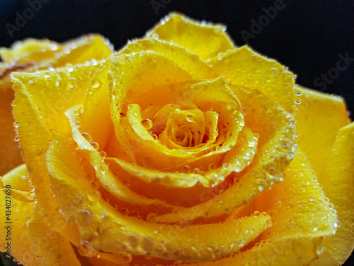 yellow roses on a black background with water droplets on the petals. High quality photo