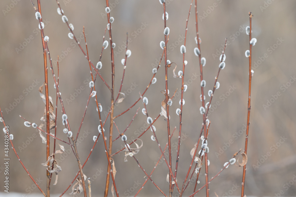 Delicate branches of red willow with pussy willow buds Delicate branches of red willow with pussy willow buds