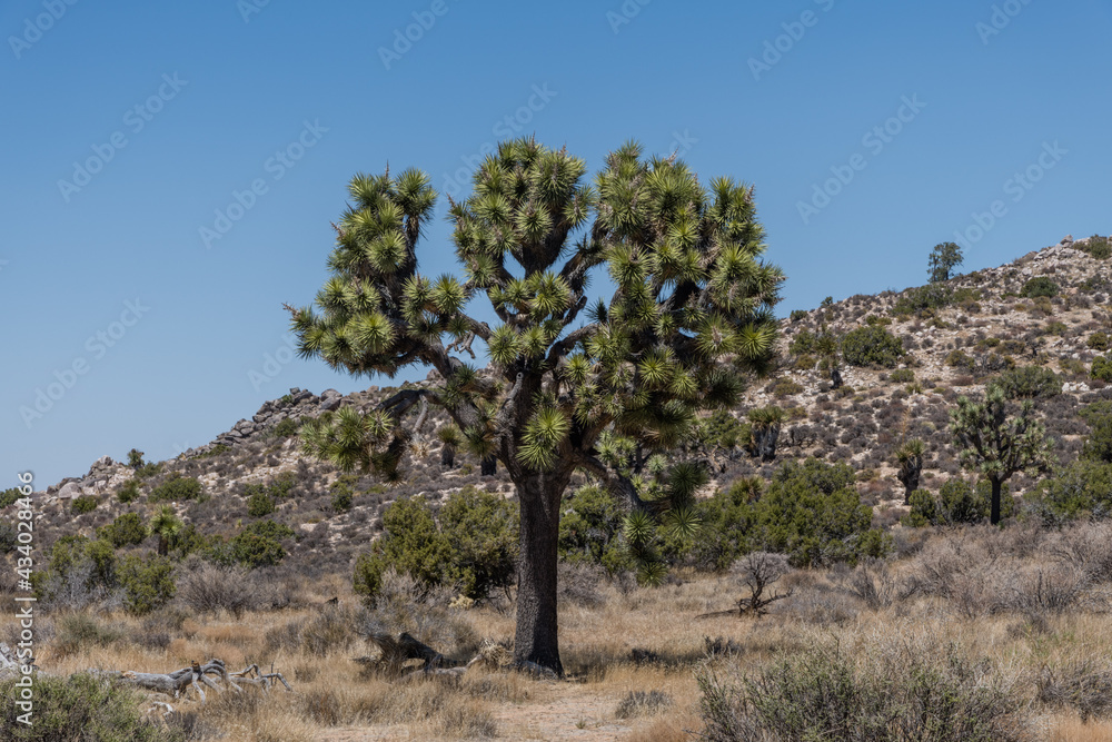 Scenic tree at the Joshua Tree National Park, Southern California