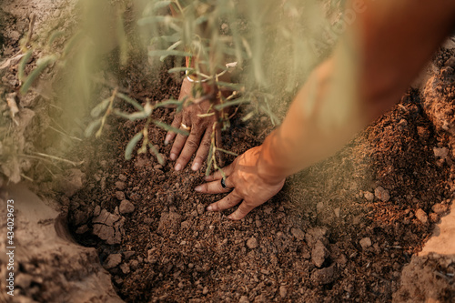 Photos Man plants a small tamarind tree