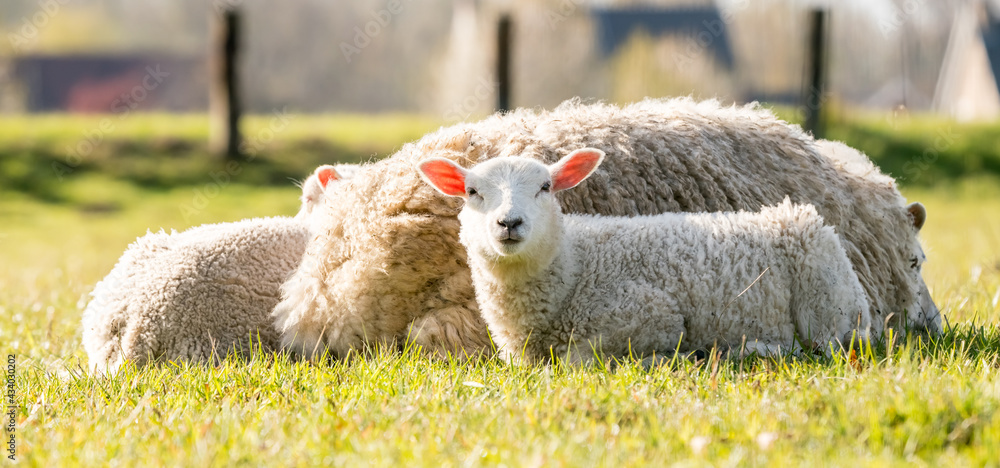 Naklejka premium A lamb on the meadow