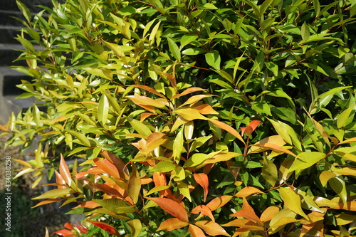 Syzygium oleina in the nature. This plant also Syzygium oleina, pucuk merah, daun pucuk merah, and Syzygium myrtifolium photo