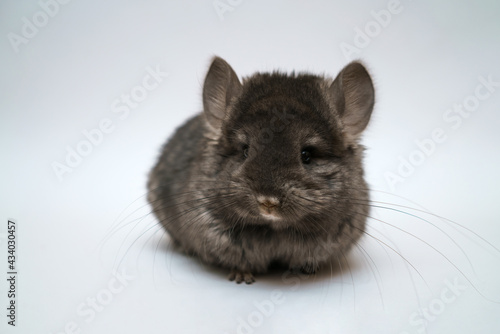 Black cute chinchilla on a white background. Furry pet