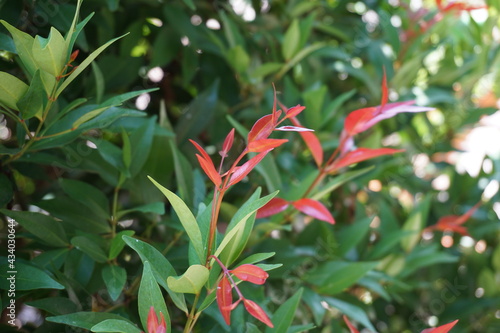 Syzygium oleina in the nature. This plant also Syzygium oleina  pucuk merah  daun pucuk merah  and Syzygium myrtifolium