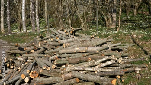 Wallpaper Mural Springtime firewood next to forest on a sunny day in Sweden, wide shot pan left Torontodigital.ca