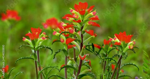 Closeup static shot of Indian Paintbrush flowers or Prairie-Fire (Castilleja). photo
