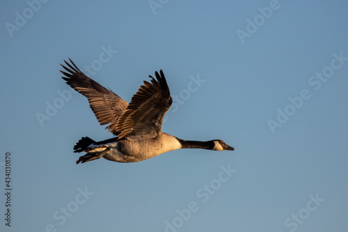 Canada goose (Branta canadensis). Natural scene from Wisconsin.
