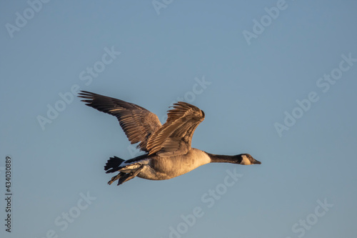 Canada goose (Branta canadensis) in flight