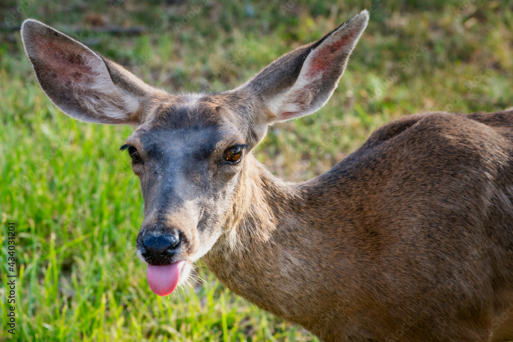 Fototapeta premium Close up of young deer sticking out tongue.