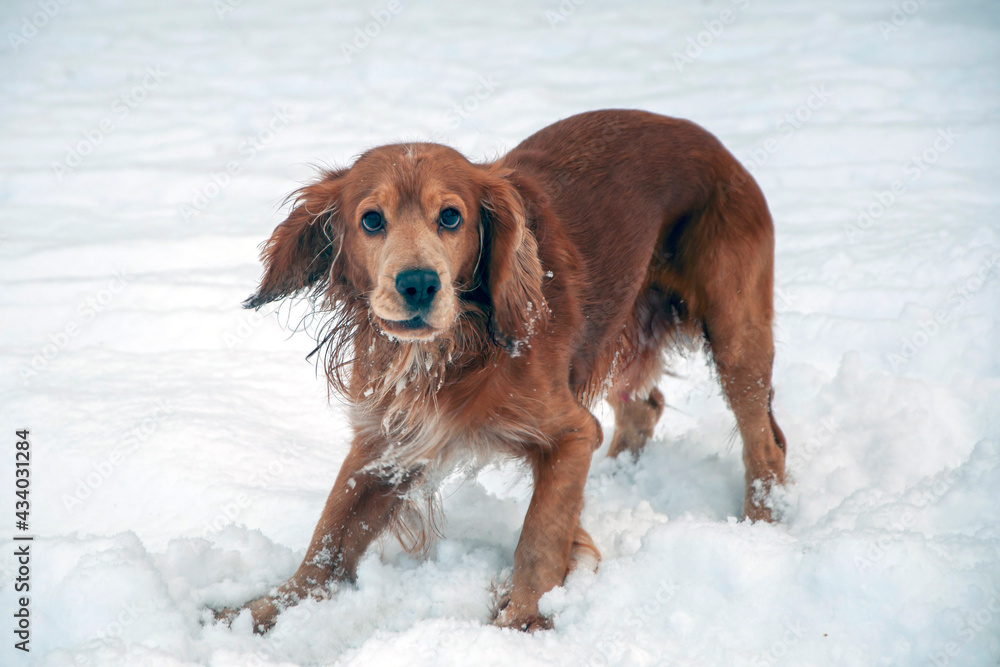 the dog of the English Cocker Spaniel breed in the game has pressed its front paws to the snow and looks straight ahead