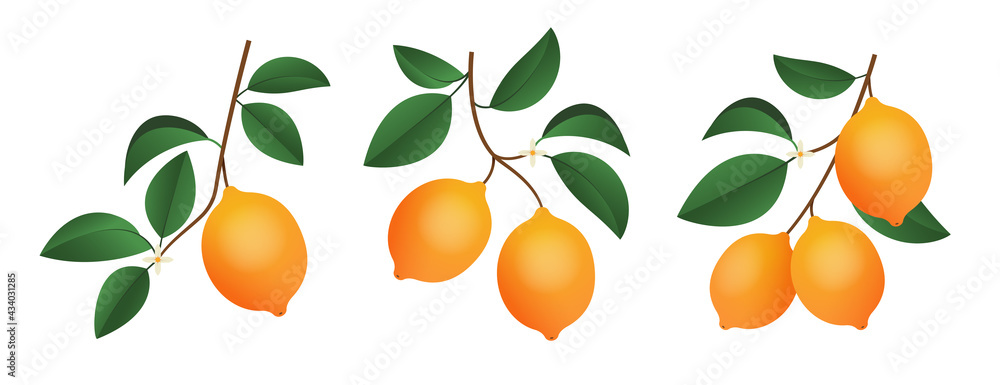 Lemons branches isolated on white background. Plants elements for design. Lemons branches isolated on white background. Plants elements for design.