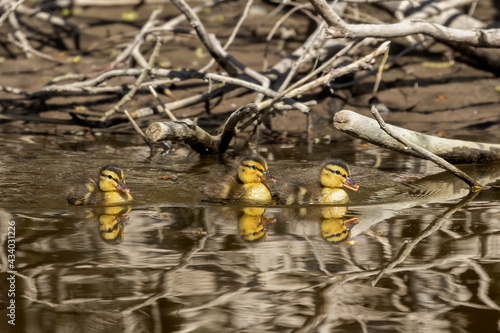 Mallard hen, duck with ducklings