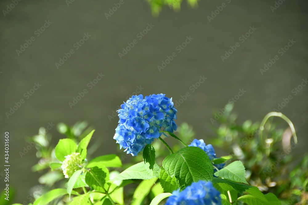 紫陽花 紫陽花
