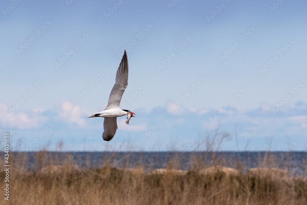 The Caspian tern ( Hydroprogne caspia ) on the hunt. The Caspian tern ( Hydroprogne caspia ) on the hunt.