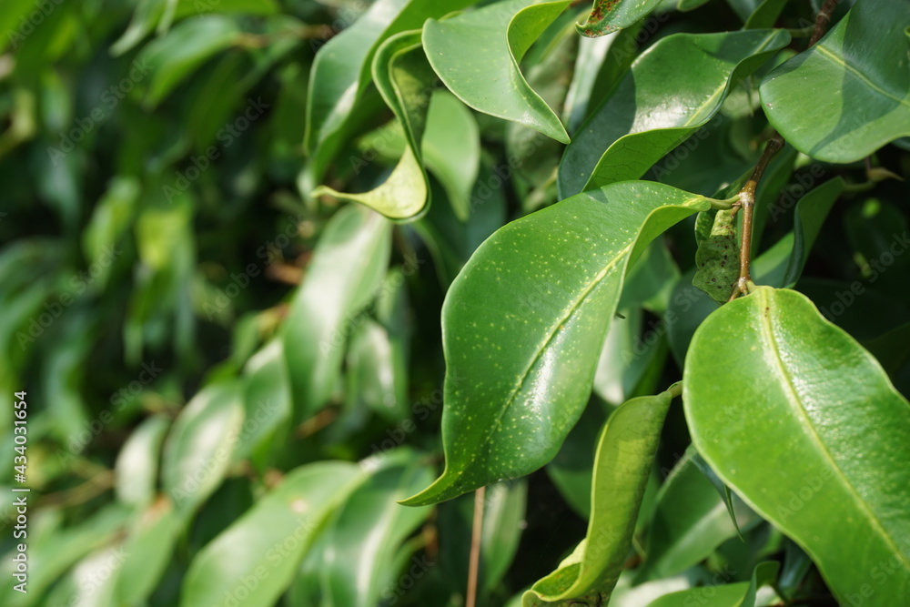Ficus benjamina (weeping fig, benjamin fig, ficus tree) leaves with a natural background. Indonesian call it beringin, ringin or waringin Ficus benjamina (weeping fig, benjamin fig, ficus tree) leaves with a natural background. Indonesian call it beringin, ringin or waringin