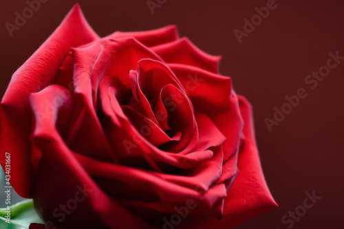 dark red rose on red background close up