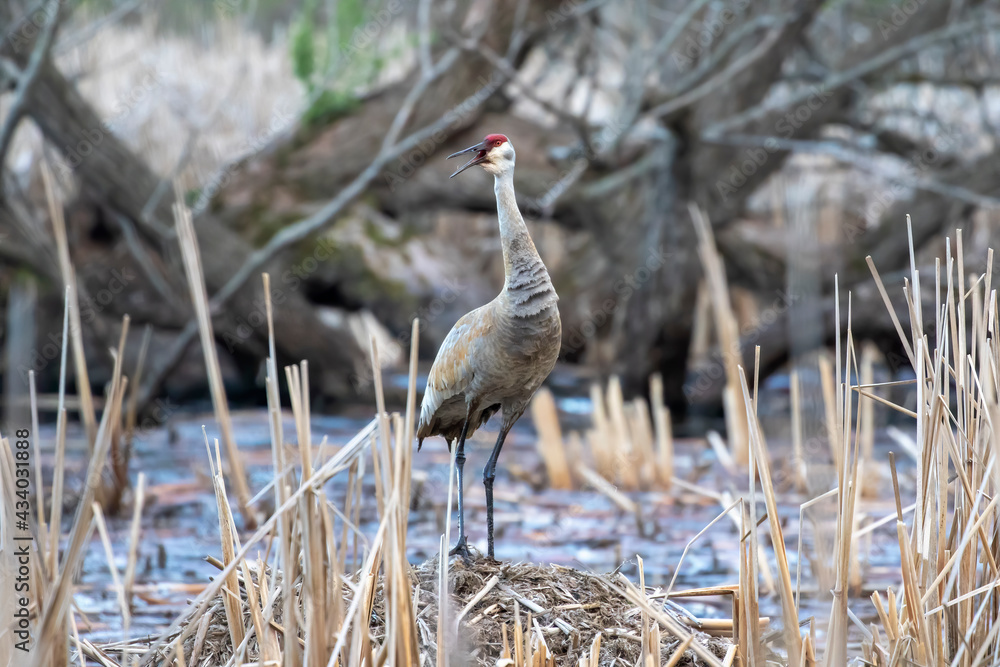 Naklejka premium The sandhill crane (Antigone canadensis) near the nest Natural scene from Wisconsin during nesting