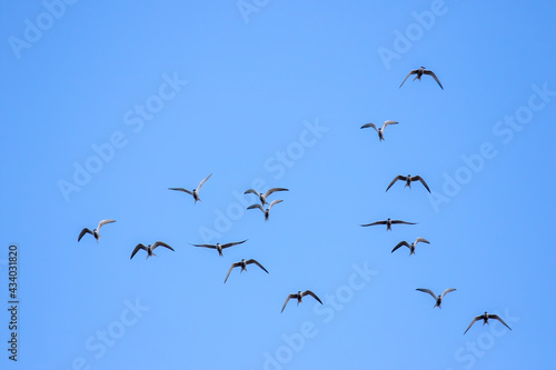 Flock of common tern ( Sterna hirundo) 