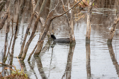 The American coot (  Fulica americana) also known as a mud hen or pouldeau photo