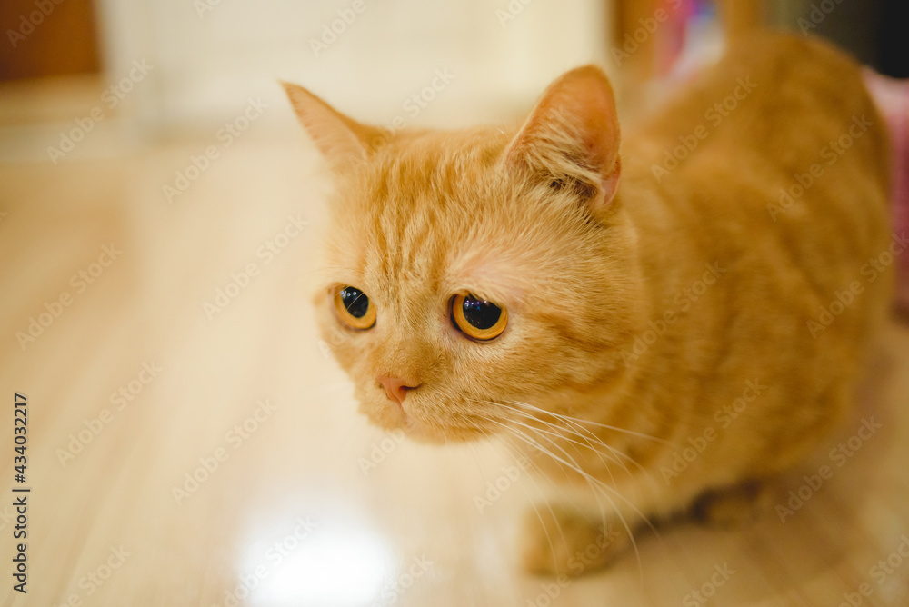 Cute little orange cat lying on the floor of the house.