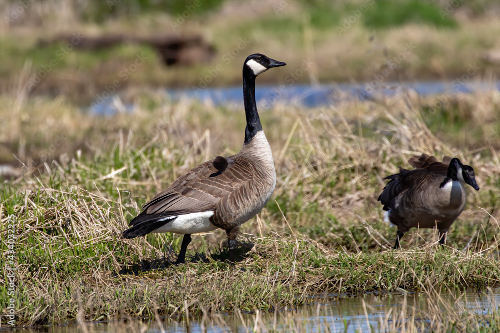 Canada goose (Branta canadensis). Natural scene from Wisconsin. Canada goose (Branta canadensis). Natural scene from Wisconsin.