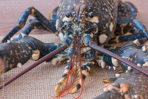 close up of live lobster on kitchen table homarus gammarus