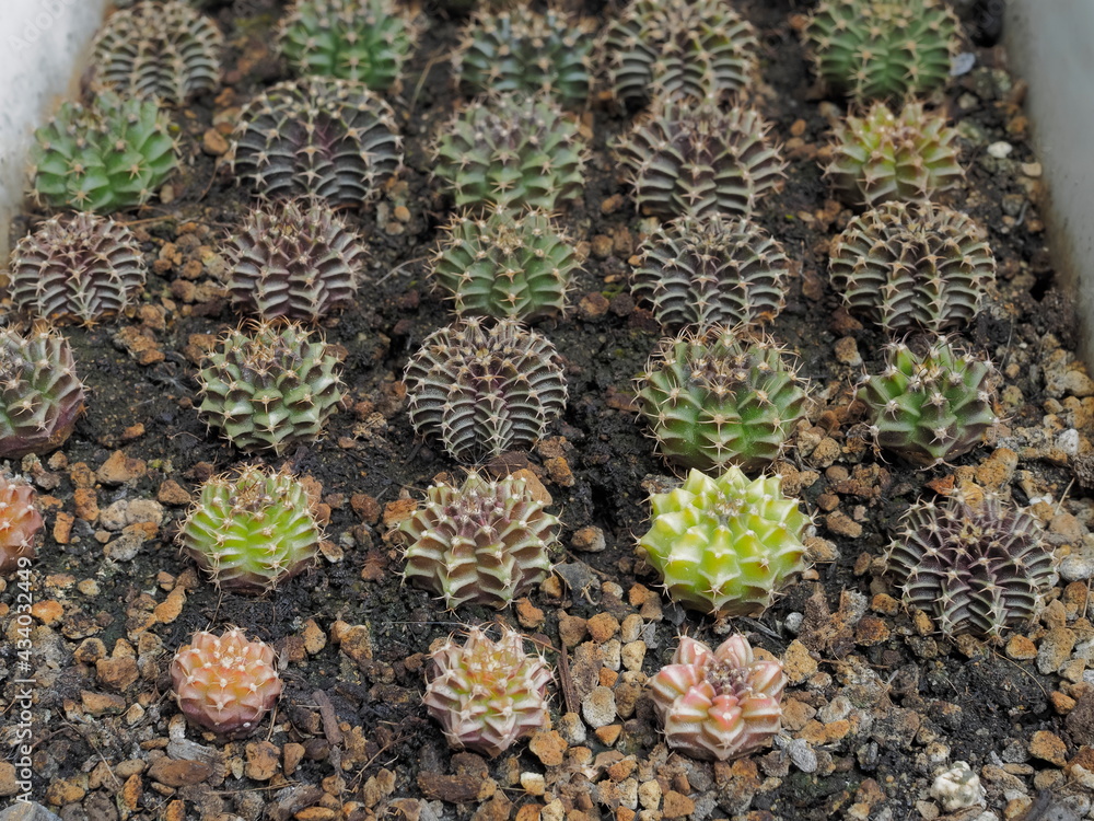 view of many small Gymnocalycium mihanovichii hybrid variegated cactus planting in flowerpot with many cactus blurred background. view of many small Gymnocalycium mihanovichii hybrid variegated cactus planting in flowerpot with many cactus blurred background.