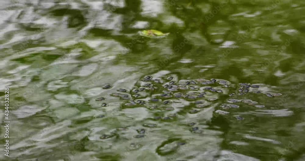 Water beetles on the water surface. Water beetles on the water surface.