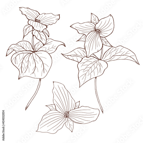 Wild flowers, trullium sketch, black flower line art, botanical sketch, forest flowers illustration photo
