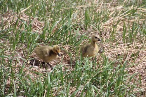 Goslings In The Grass, Pylypow Wetlands, Edmonton, Alberta