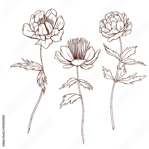 Black line art flowers, wild flowers sketch, trollius helleborum, line art botanica, flowers with stems, black flowers illustration