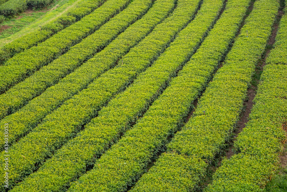 The tea plantations background in day light The tea plantations background in day light