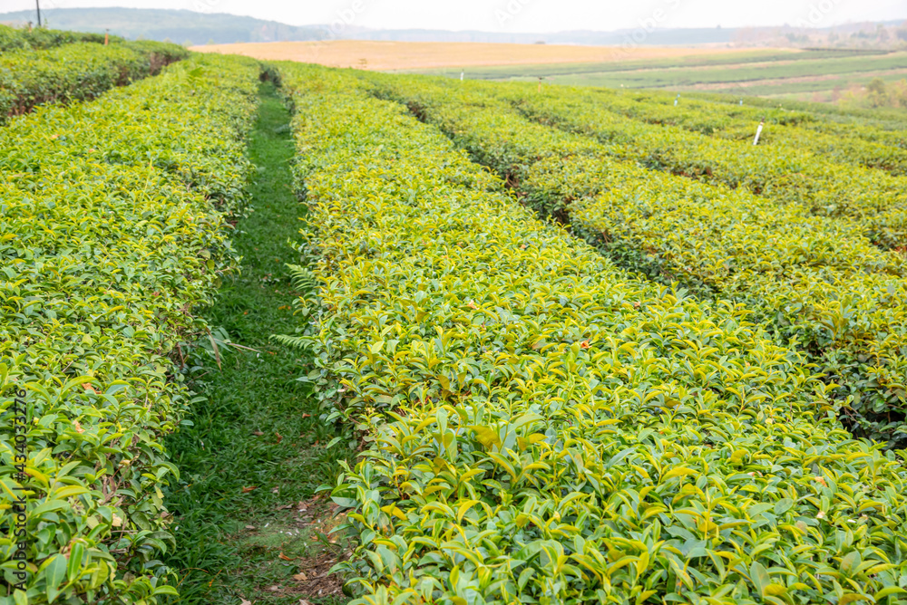 The tea plantations background in day light