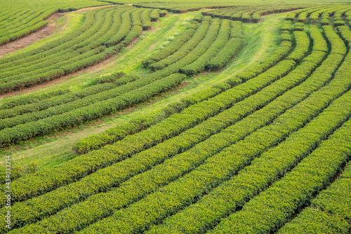 The tea plantations background in day light