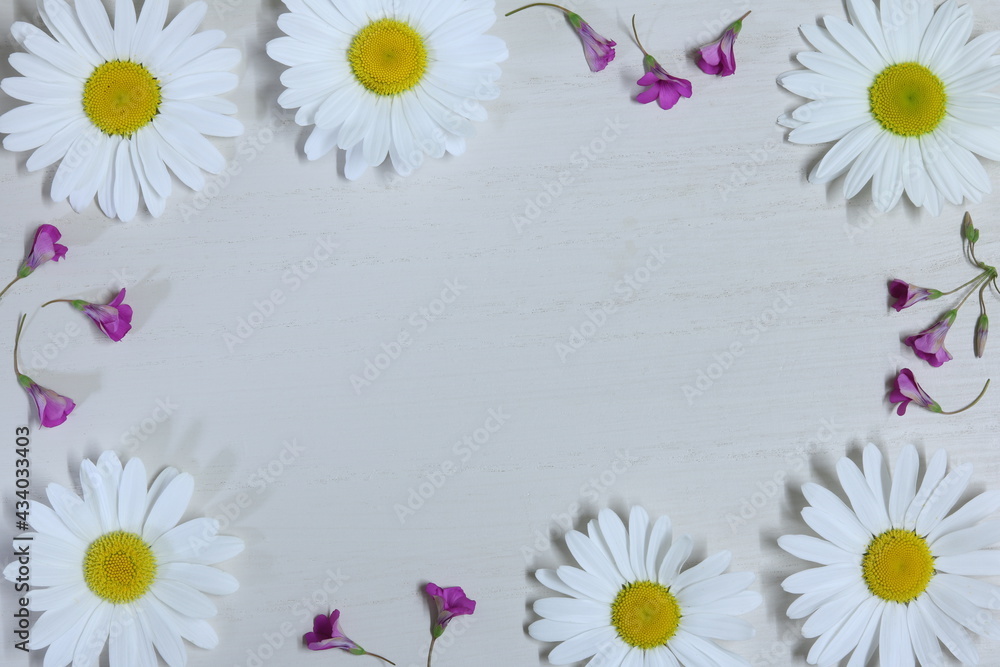 6つの白いマーガレットの花 白背景 6 white Marguerite flowers white background 4 6つの白いマーガレットの花 白背景 6 white Marguerite flowers white background 4