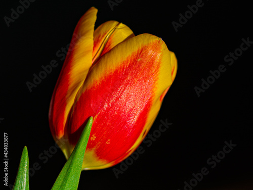 tulip on black