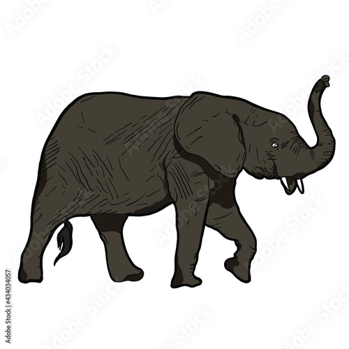 elephant isolated on white