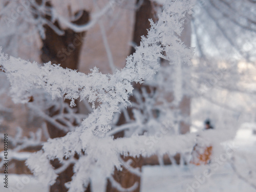 on the branches of a tree. severe frost in Siberia in Russia. High quality photo