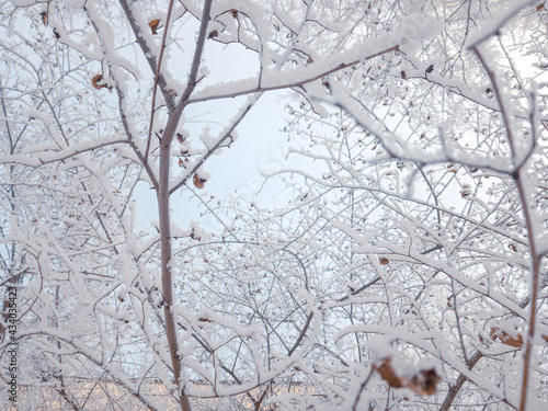on the branches of a tree. severe frost in Siberia in Russia. High quality photo