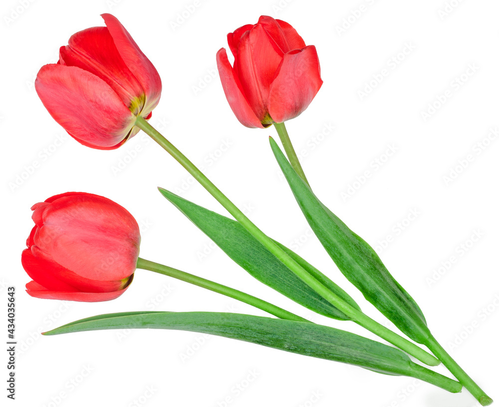 Tulips isolated on white background Tulips isolated on white background