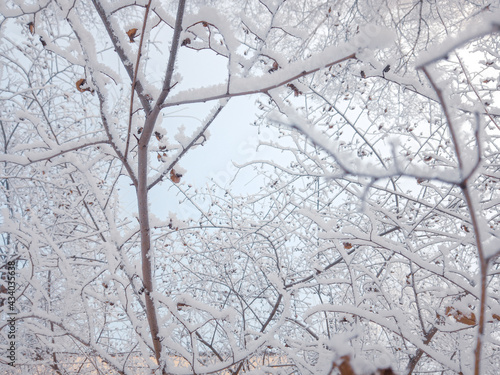 on the branches of a tree. severe frost in Siberia in Russia. High quality photo
