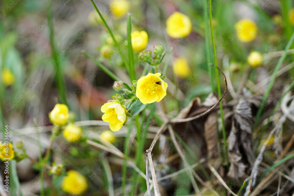 small yellow wild strawberry flowers on the slope
small yellow wild strawberry flowers on the slope