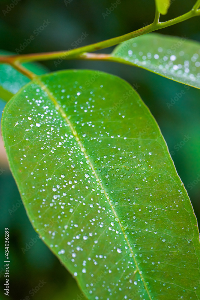 Fototapeta premium Macro close-up of a leaf covered with small drops of water after rain