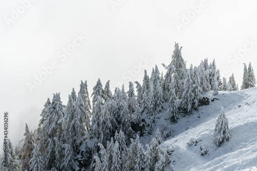 View of a forest covered with fresh snow and clouds near the Aletsch Arena. Switzerland in autumn photo