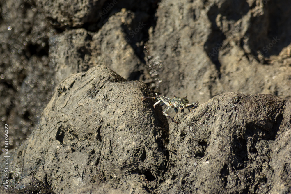 crab crawling along rocky shoreline crab crawling along rocky shoreline