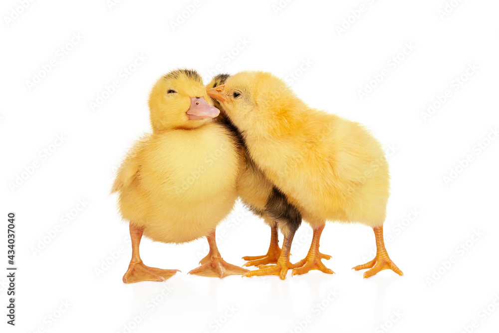 cute duckling and chickens near