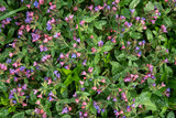 Bergenia cordifolia also named Bergenia crassifolia, the badan, Siberian tea blooming, dark pink variant. popular undemanding garden flower