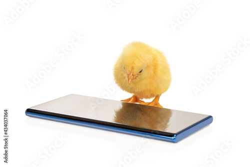 Chicken looks down at the phone