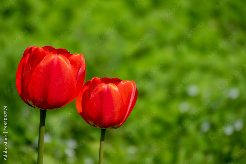 Group of red tulips in the park. summer landscape. Group of red tulips in the park. summer landscape.
