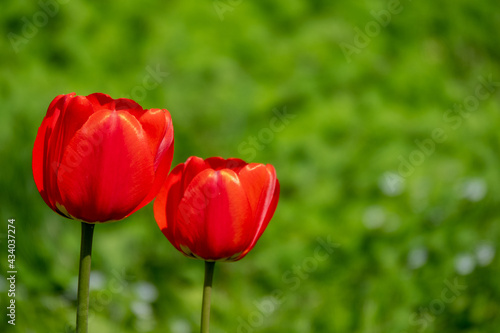 Group of red tulips in the park. summer landscape.